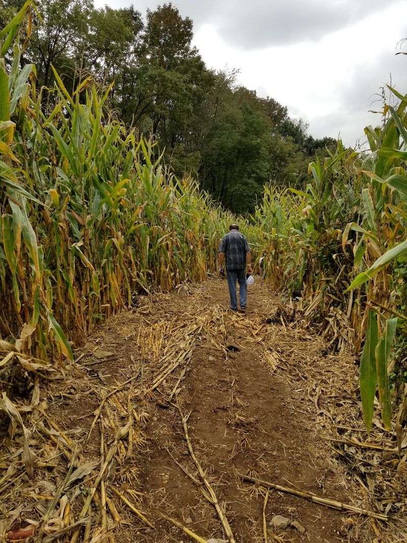 Get Lost In A Giant Corn Maze