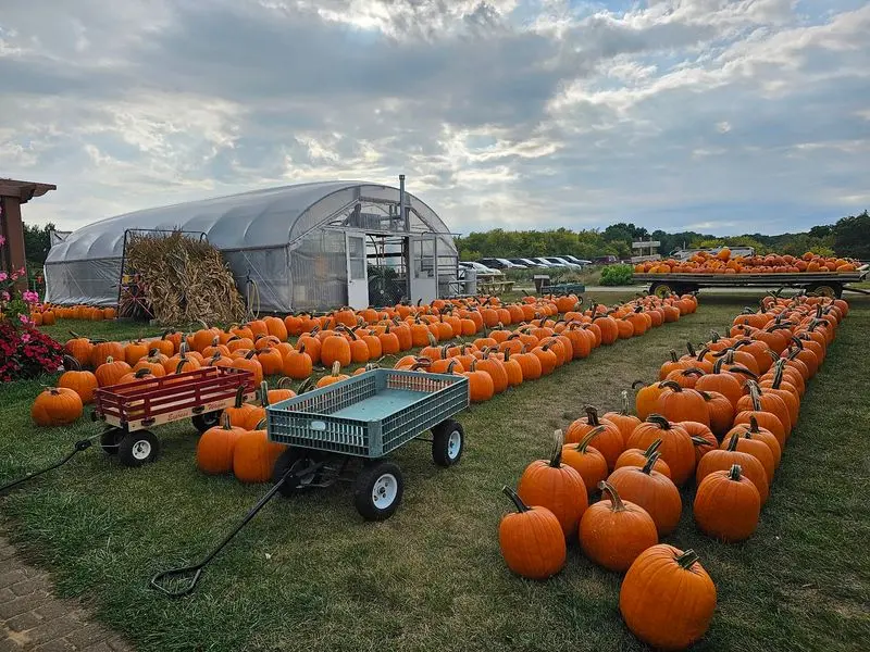 Pick Out the Perfect Pumpkin