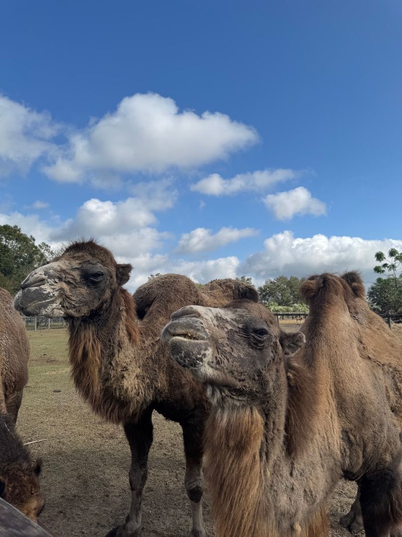 Riding A Camel Through Florida Pastures Is Totally On The Menu