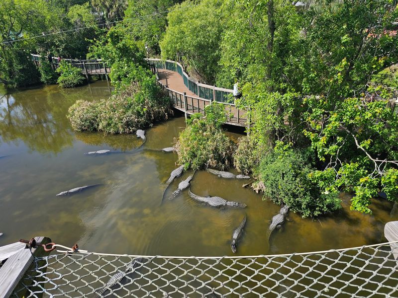 Soar Over Hungry Gators On A Zip Line If You Dare