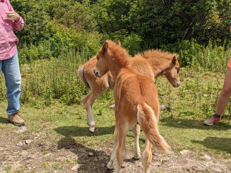 Keep an Eye Out for Ponies on Wilburn Ridge