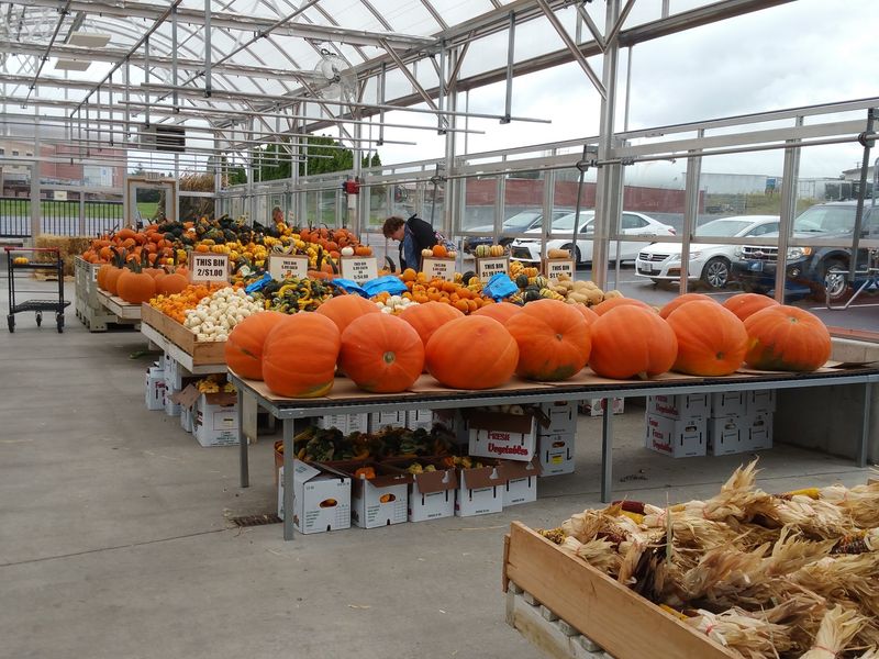 A Roadside Stand Under Maple Trees Grew Into All Of This