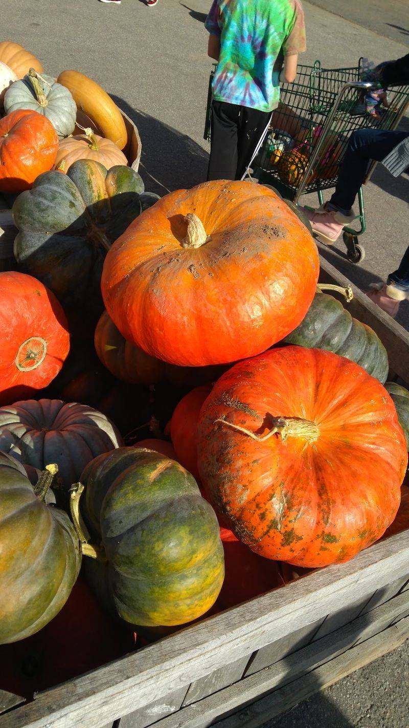 Every Season Brings Something New To Pick