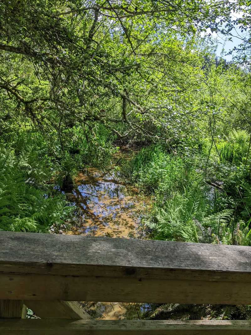 A Shady Start With Blackberries And A Wooden Bridge