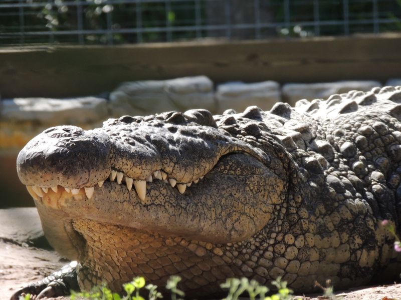 Brave Eaters Can Order Fried Gator Nuggets For Lunch