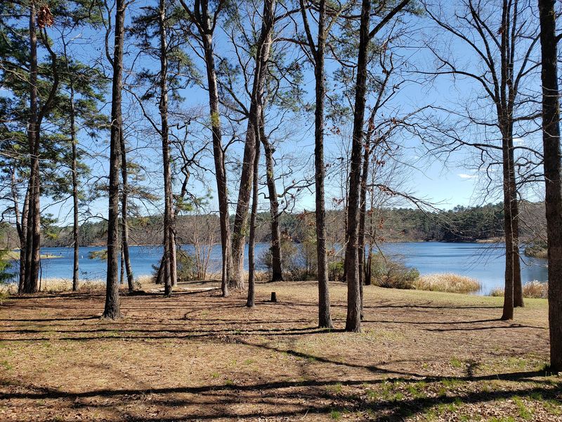 Golden Paths at Tyler State Park