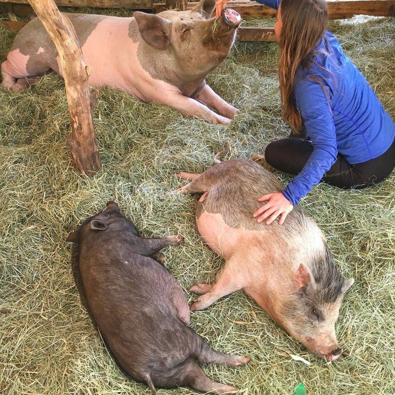 Your Kids Will Beg To Visit The Pigs Again