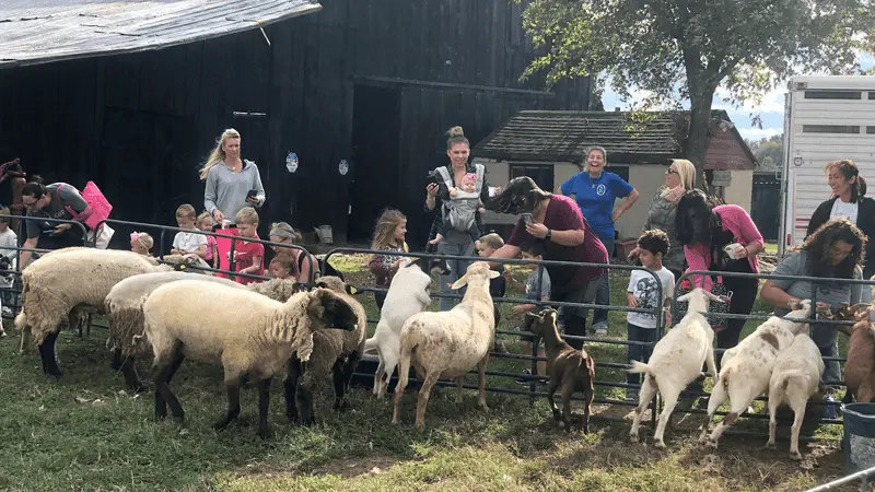 Birthday Parties With Lambs On The Guest List