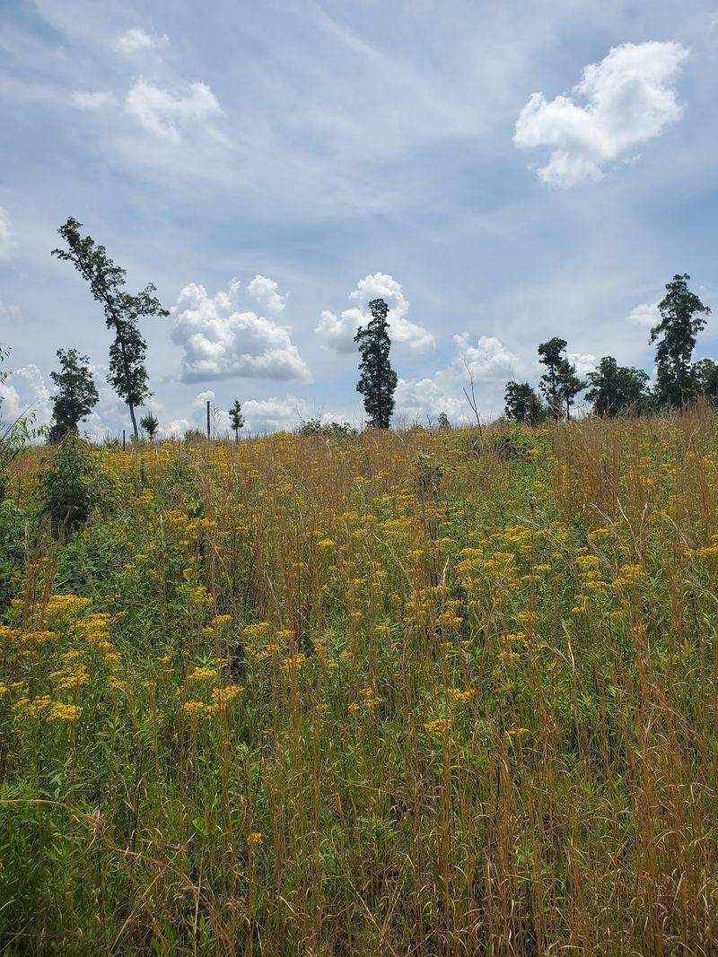 A Walk Through Restoring Woods: Buffalo Creek Preserve - Mount Pleasant, Cabarrus County,