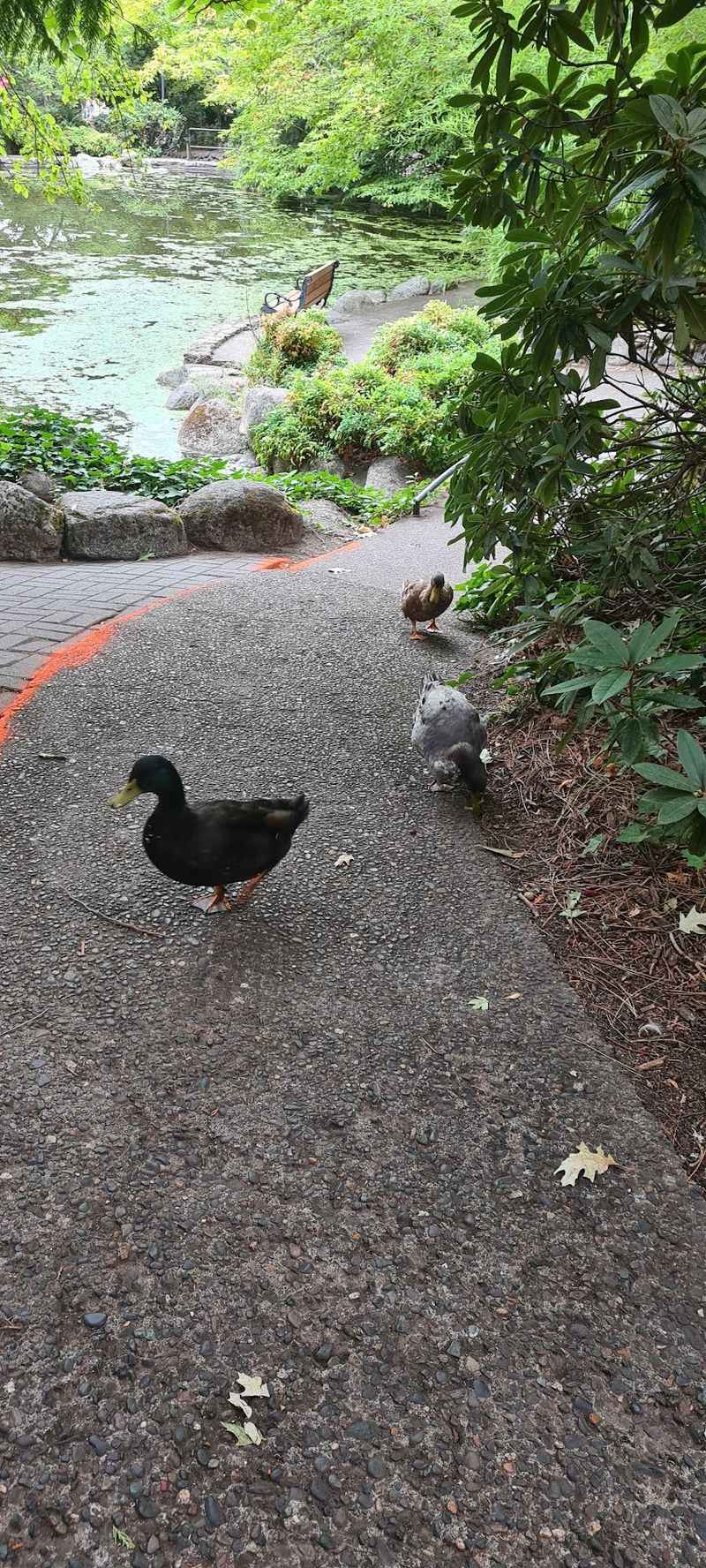 Duck Ponds And Roses That Slow Everyone Down