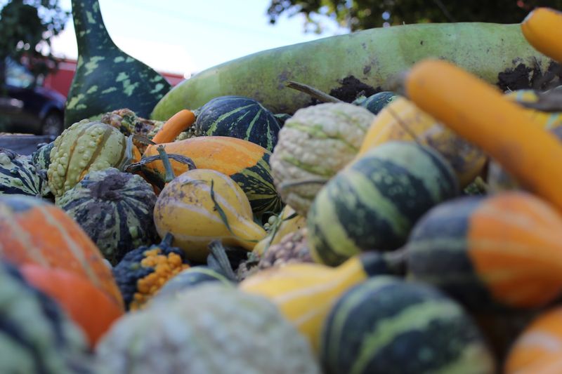 Harvest Hill Family Farm