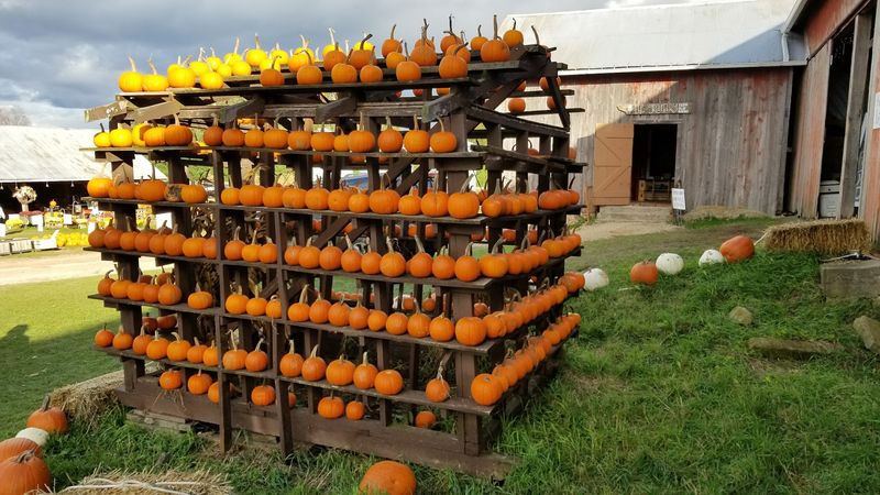 Cuff Farms