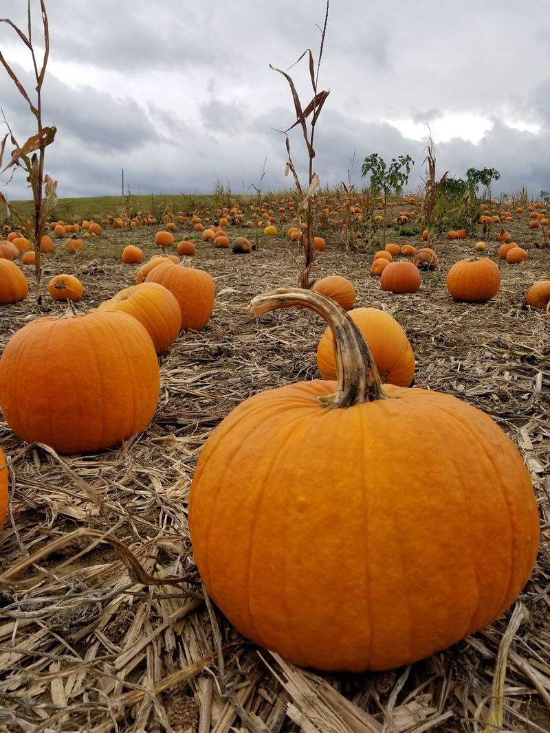 Williams Orchard