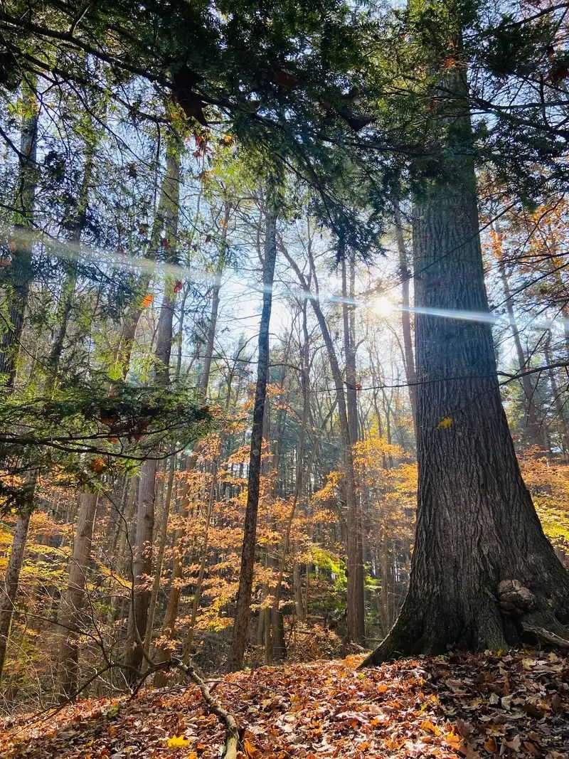 Mohican State Park and Mohican State Forest, Loudonville