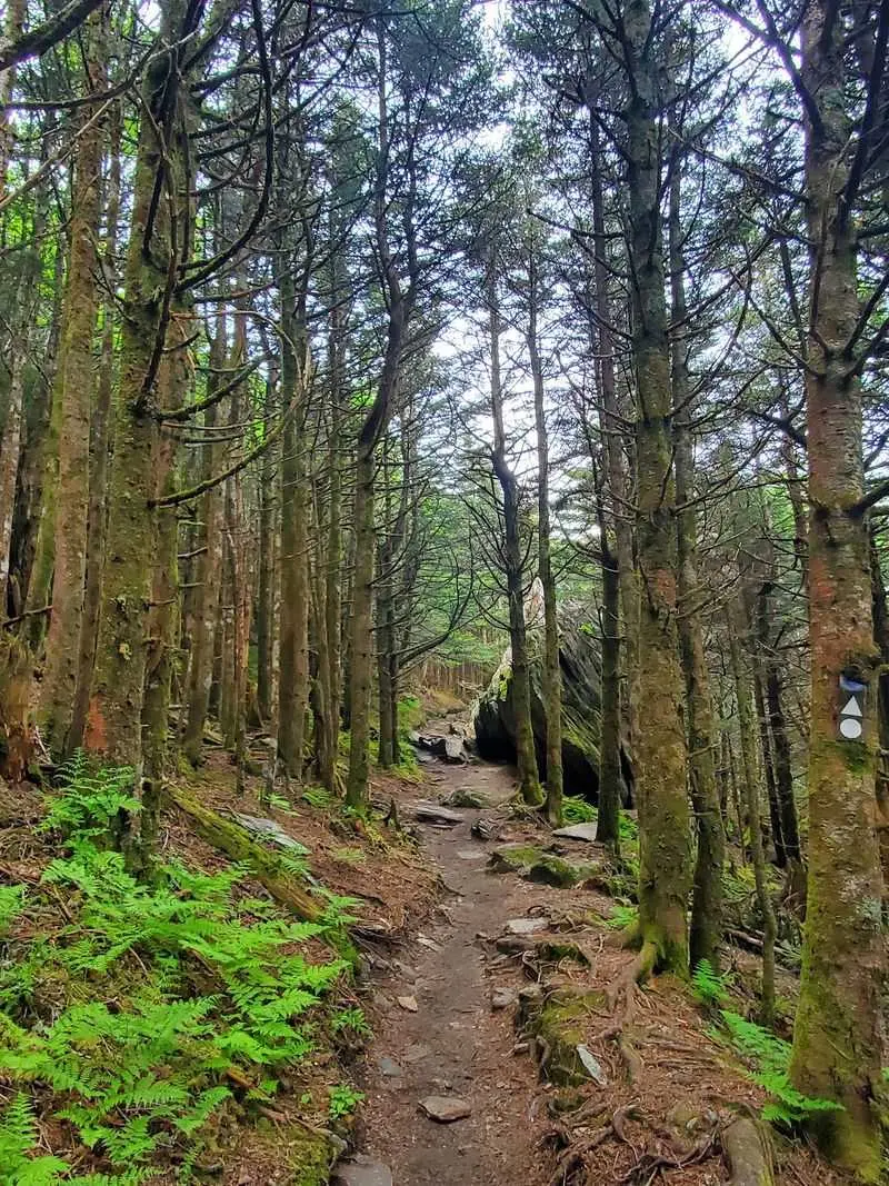 Balsam Nature Trail at Mount Mitchell State Park - Burnsville, Yancey County,