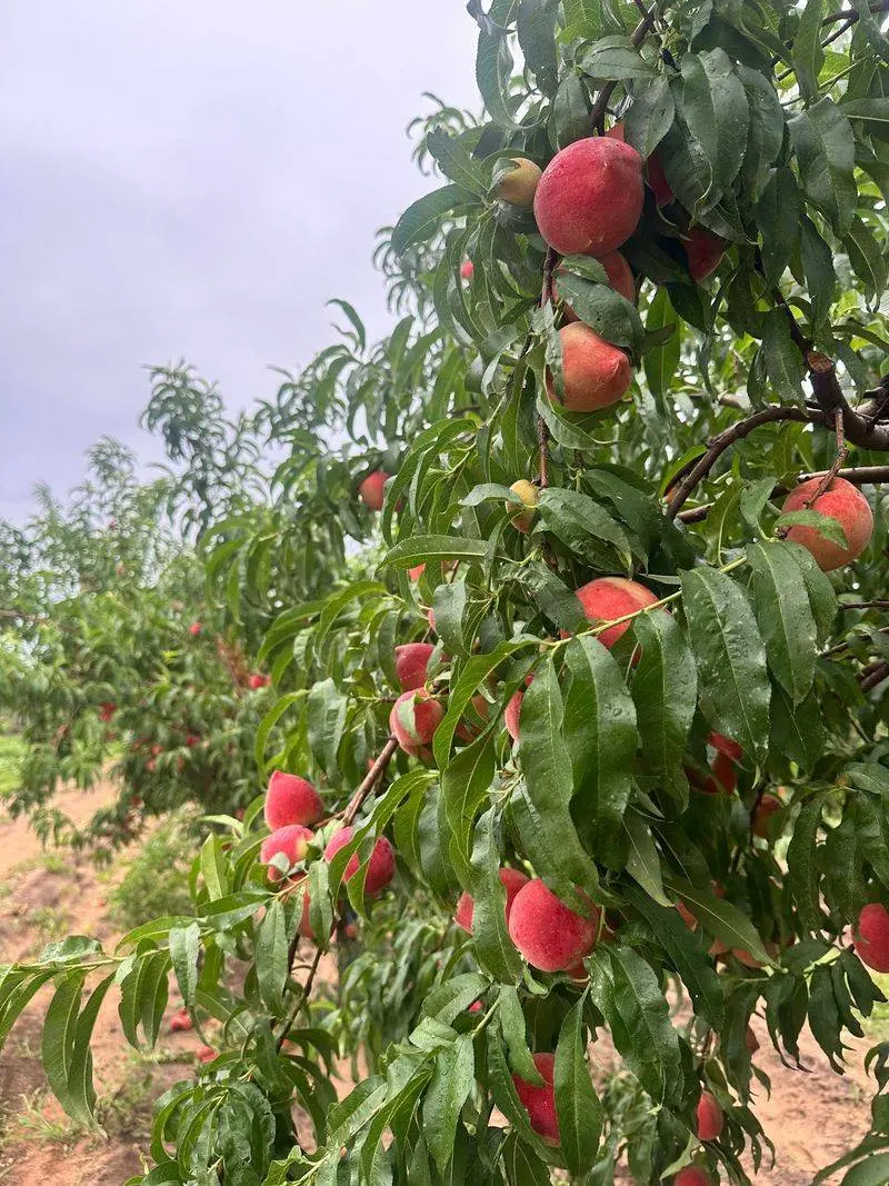 Jenschke Orchards: Peach Country Takes an Autumn Turn