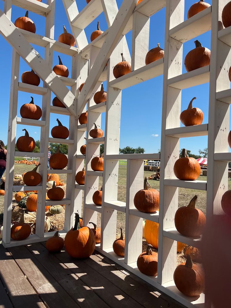 Robinson Family Farm | Pumpkin Patch, Easter & Events in Central Texas