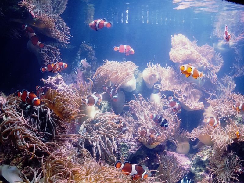 Jellies, Sharks, And Turtles Turn The Galleries Into A Calm Escape