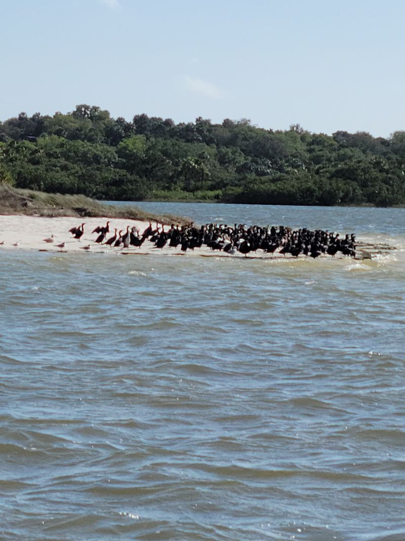 Pelicans Get Their Own Islands, And You Can Visit By Boat