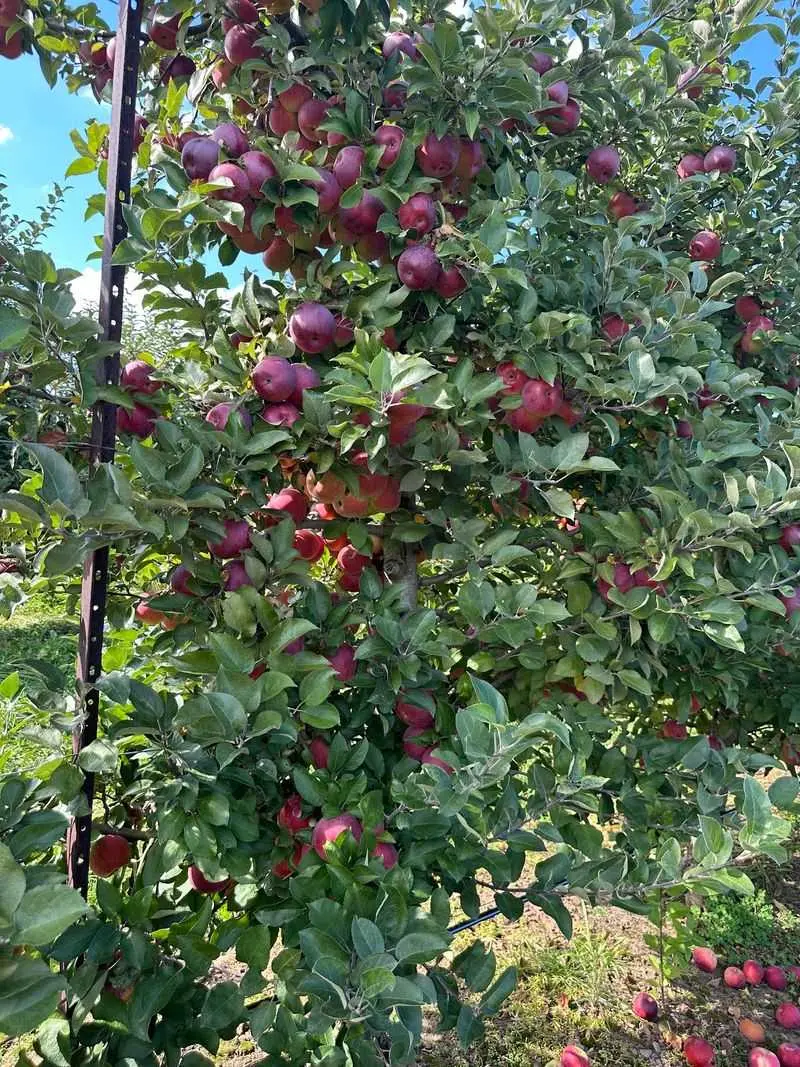 Park Hill Orchard, Easthampton