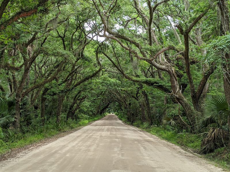 An Oak Canopy That Changes the Whole Drive