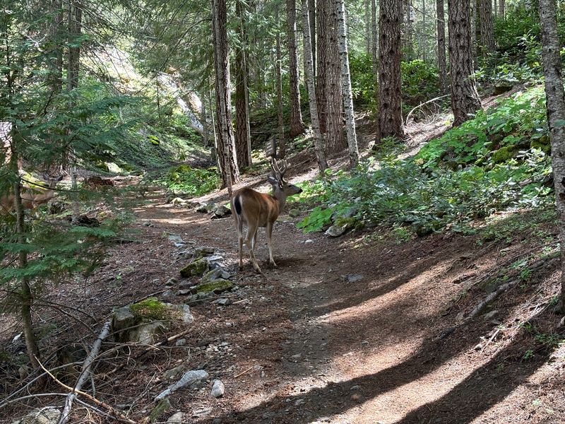 Bats, Salamanders And Tiny Cave Critters Share The Neighborhood