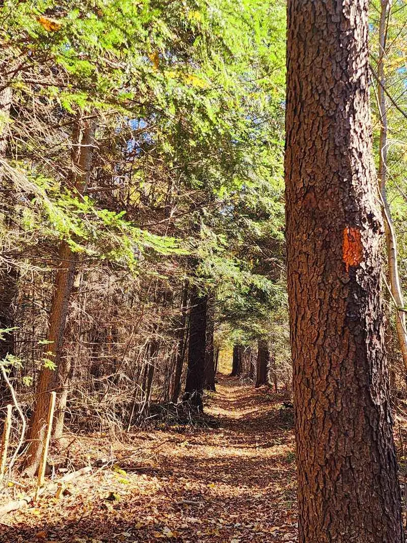 Read the Forest&rsquo;s Past on Susquehannock Trail System