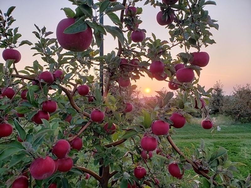 Oakwood Fruit Farm