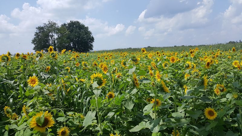 Stop For Sunflowers, Too