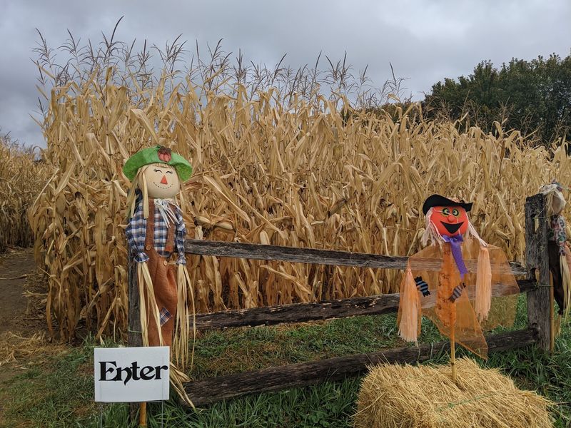Find Your Way Through the Corn Maze