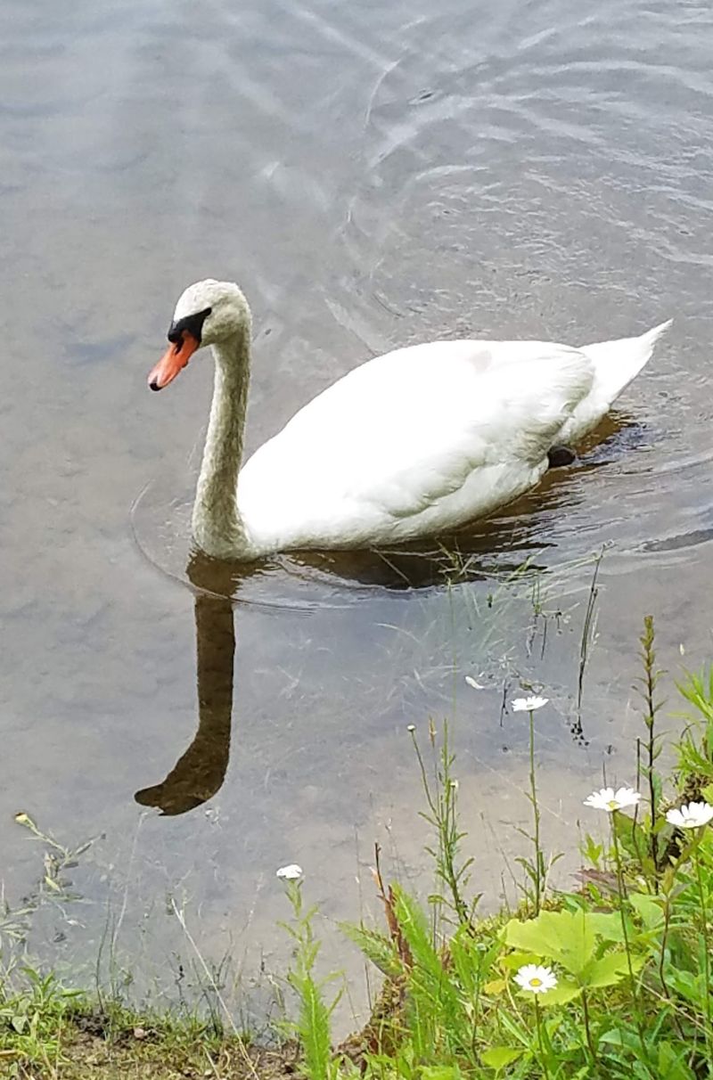 Watch for Birds and Wildlife