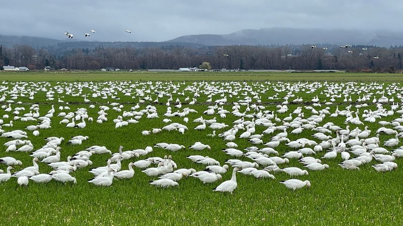A Farm Field Turned Into A Front-Row Bird Seat