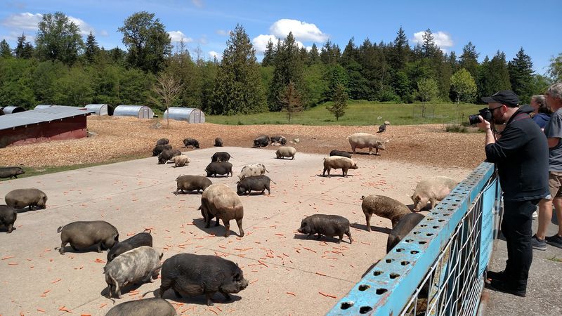 Guided Tours That Turn Skeptics Into Pig People