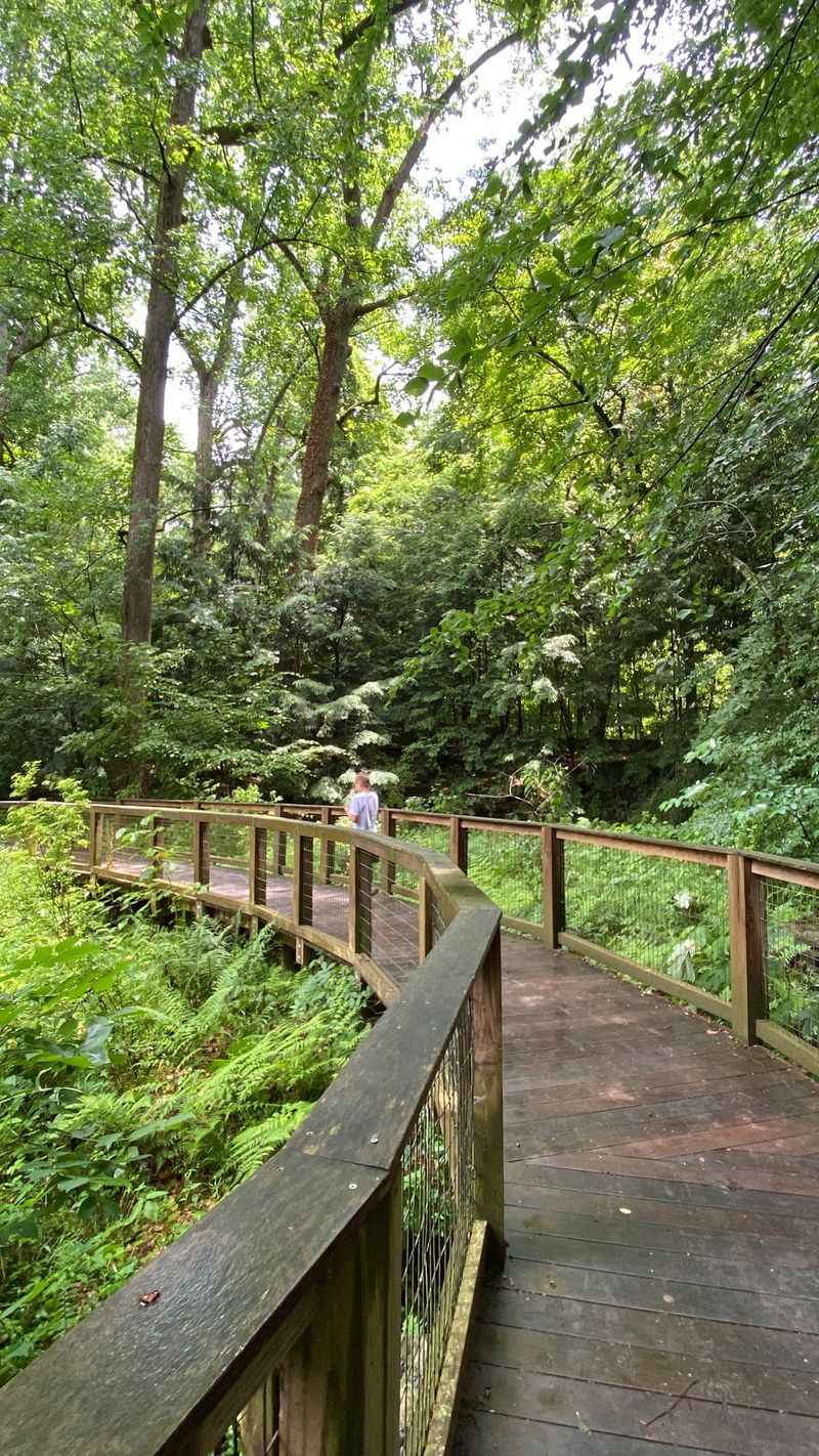 One Determined Naturalist Is The Reason This Forest Survived