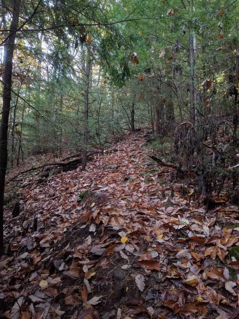 Follow Ridges and Streams on Loyalsock Trail
