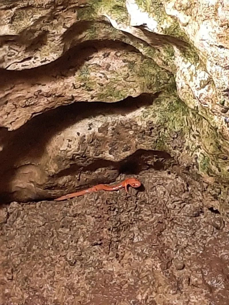Watch for Bats, Salamanders, and Cave Creatures