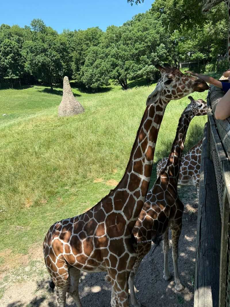 Feed the Giraffes at Twiga Overlook