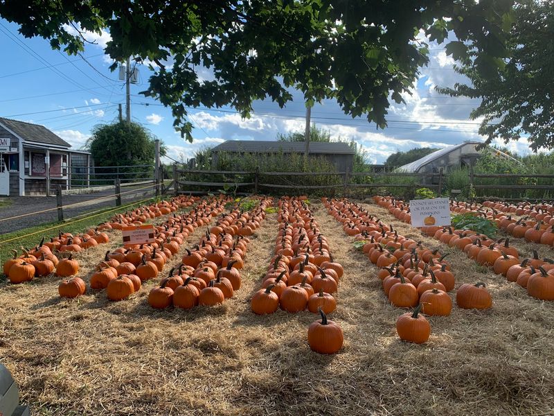 Choose a Pumpkin With Plenty of Personality