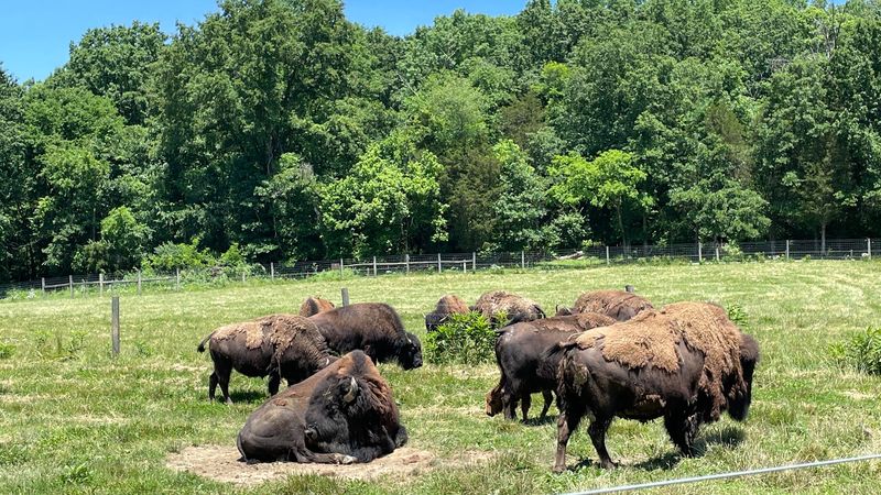 Real Bison Roaming A Kentucky Pasture