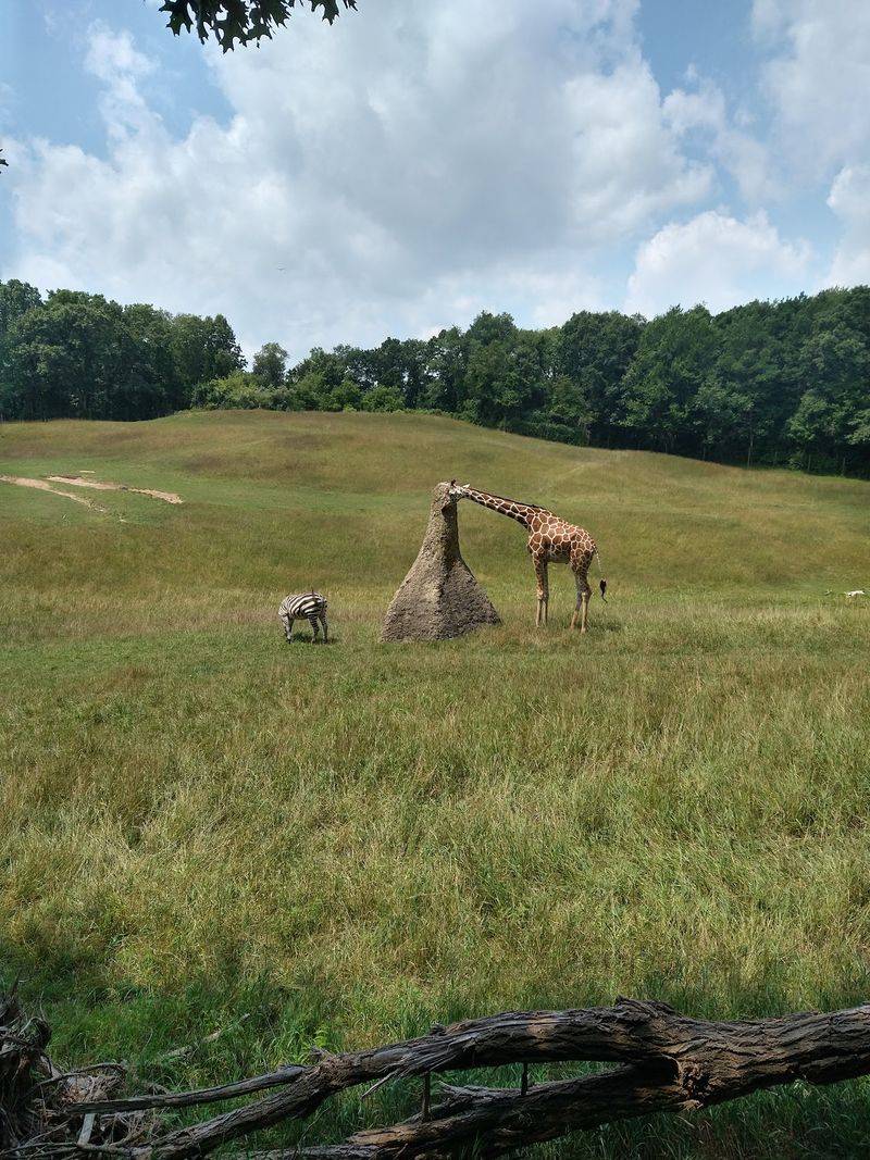 Start With the Zoo’s Wide Variety of Animals