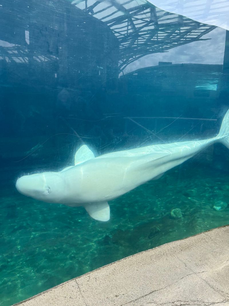 New England's Only Belugas Are Worth The Whole Trip