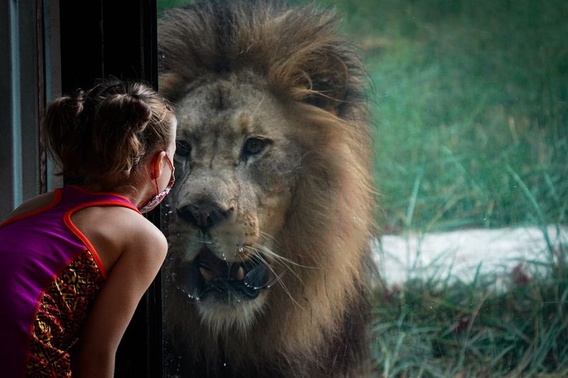 See Lions and Other African Wildlife