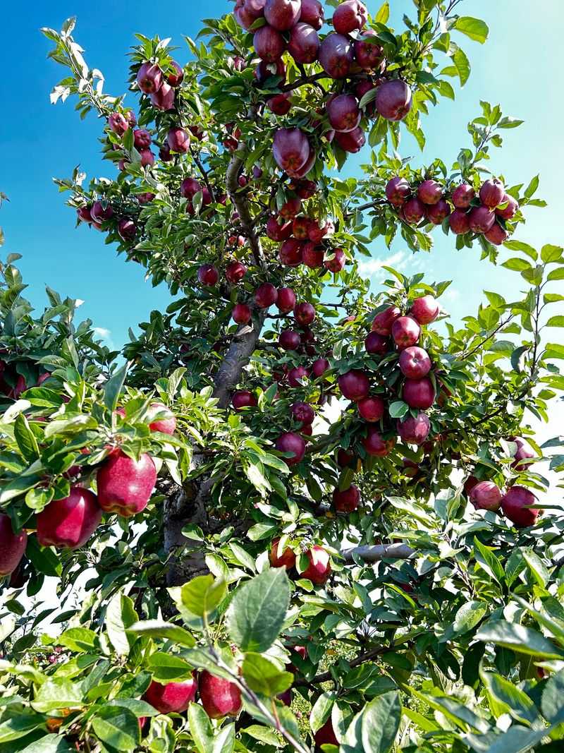 Appleland Farm Market