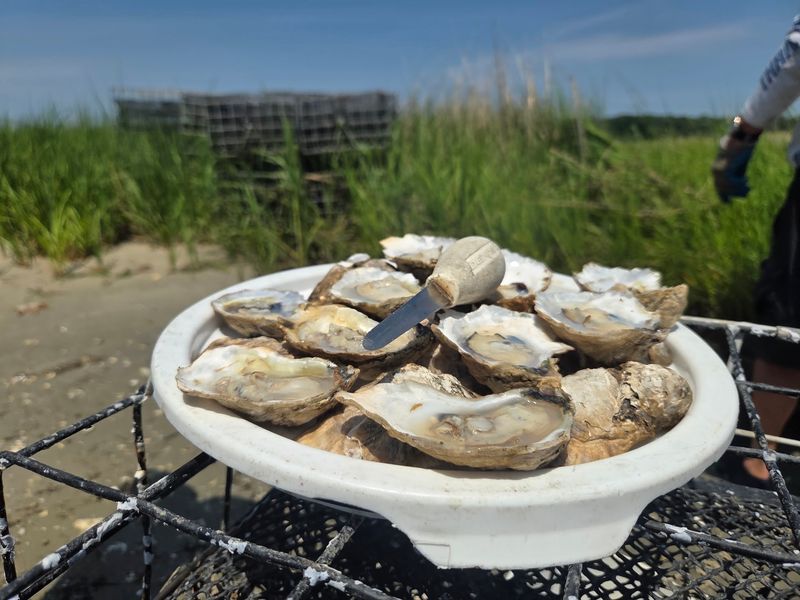 Pleasure House Oysters