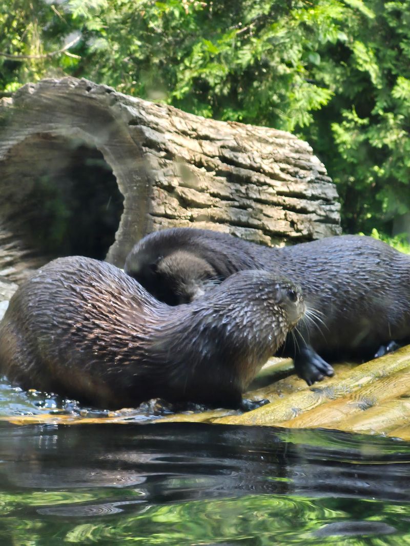 Plan Ahead for a Special Animal Encounter