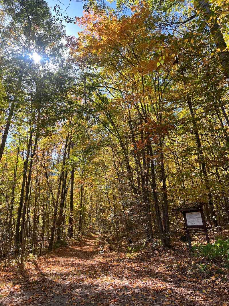 Climb Toward a Forest Landmark on Quartz Hill