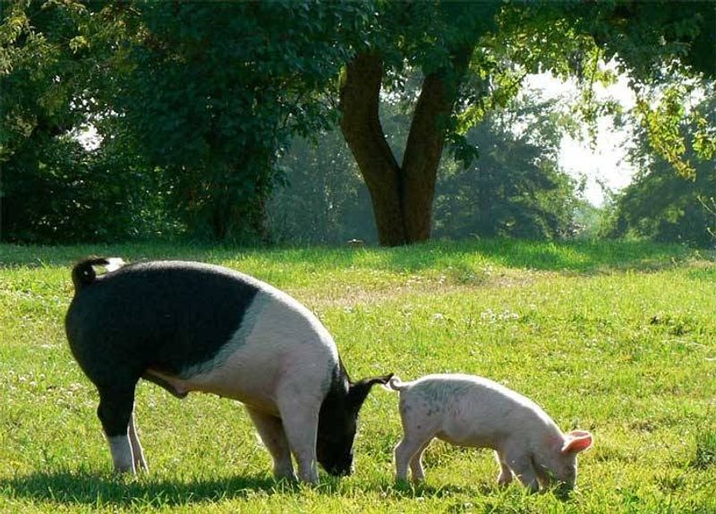 Why This Snout-Filled Afternoon Earns A Spot On Your List