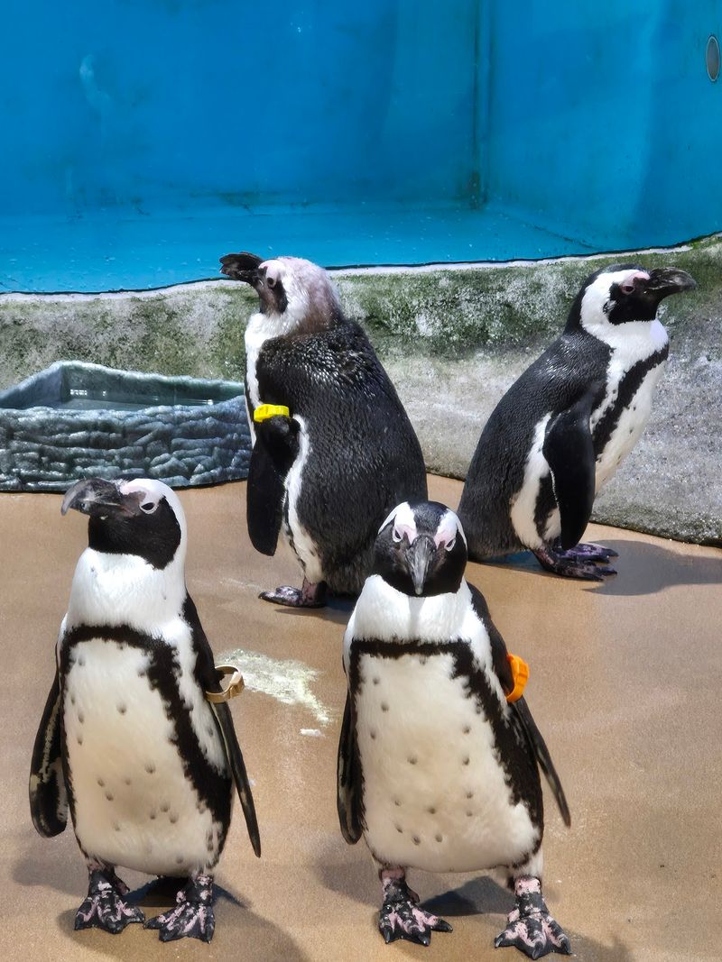 Penguins Run This Building, And Everyone Knows It