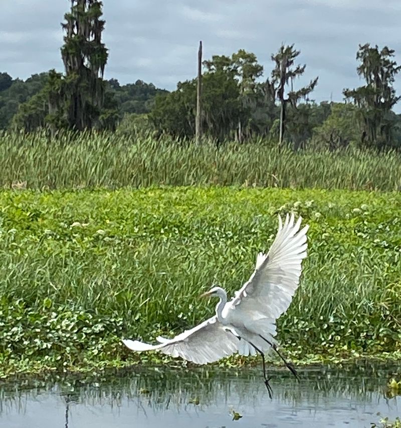 Wild Neighbors Share the Shore