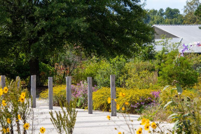 Native Trees, Wildflowers, And One Very Underrated Fruit